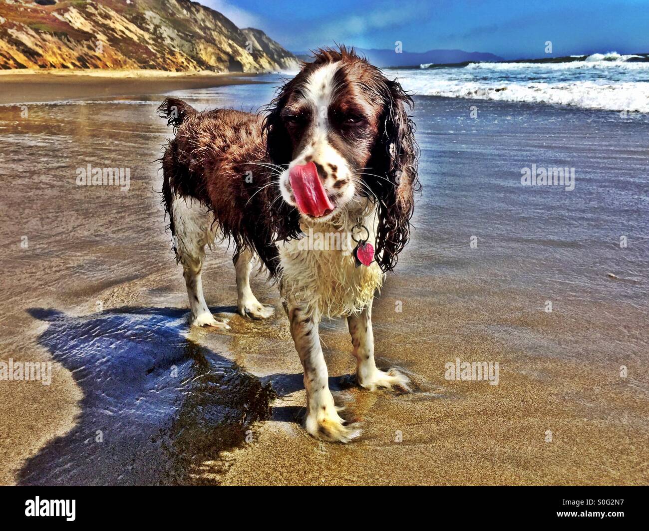 English Springer Spaniel leccare l'acqua salata dal naso dopo un ottimo splash in shore break. HDR. - Immagine stock catturata con smartphone