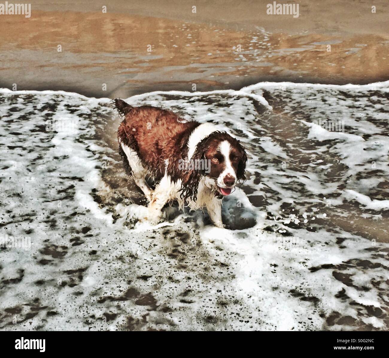 English Springer Spaniel in spiaggia a giocare in shore break. Wet, schizzi e abbastanza felice su di esso. HDR. - Immagine stock catturata con smartphone
