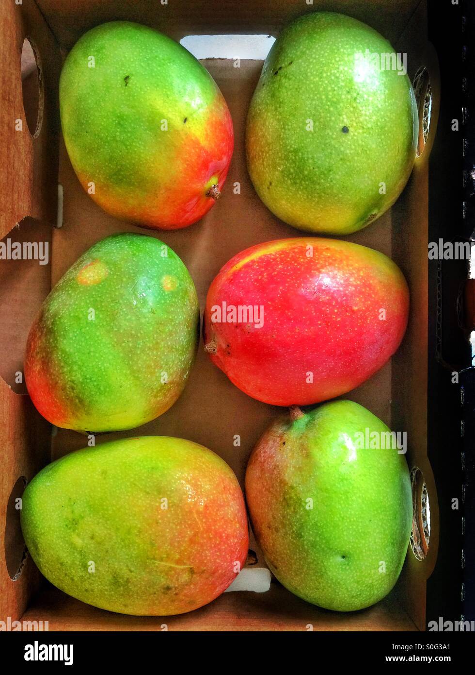 Una scatola di manghi Foto Stock