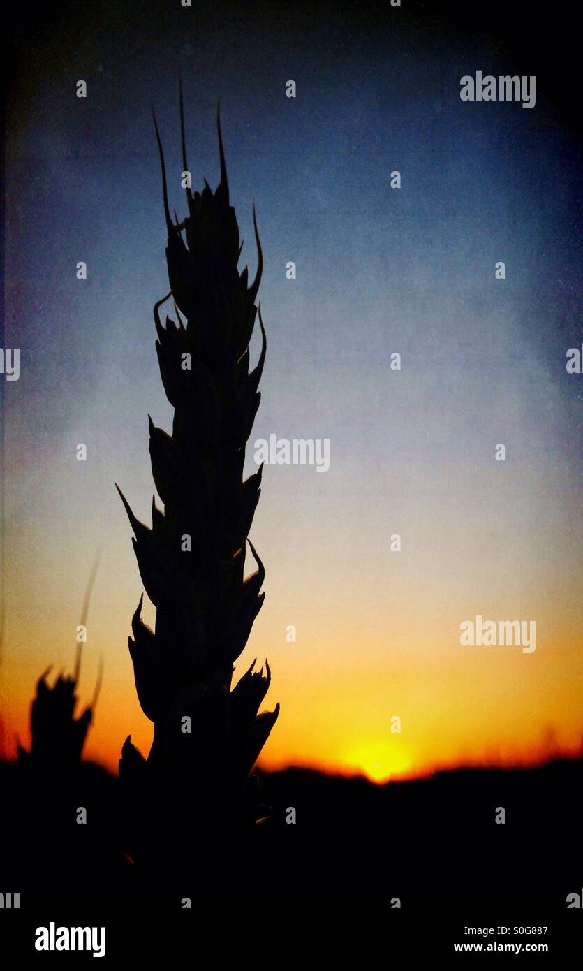 Il frumento in silhouette contro il sole di setting Foto Stock