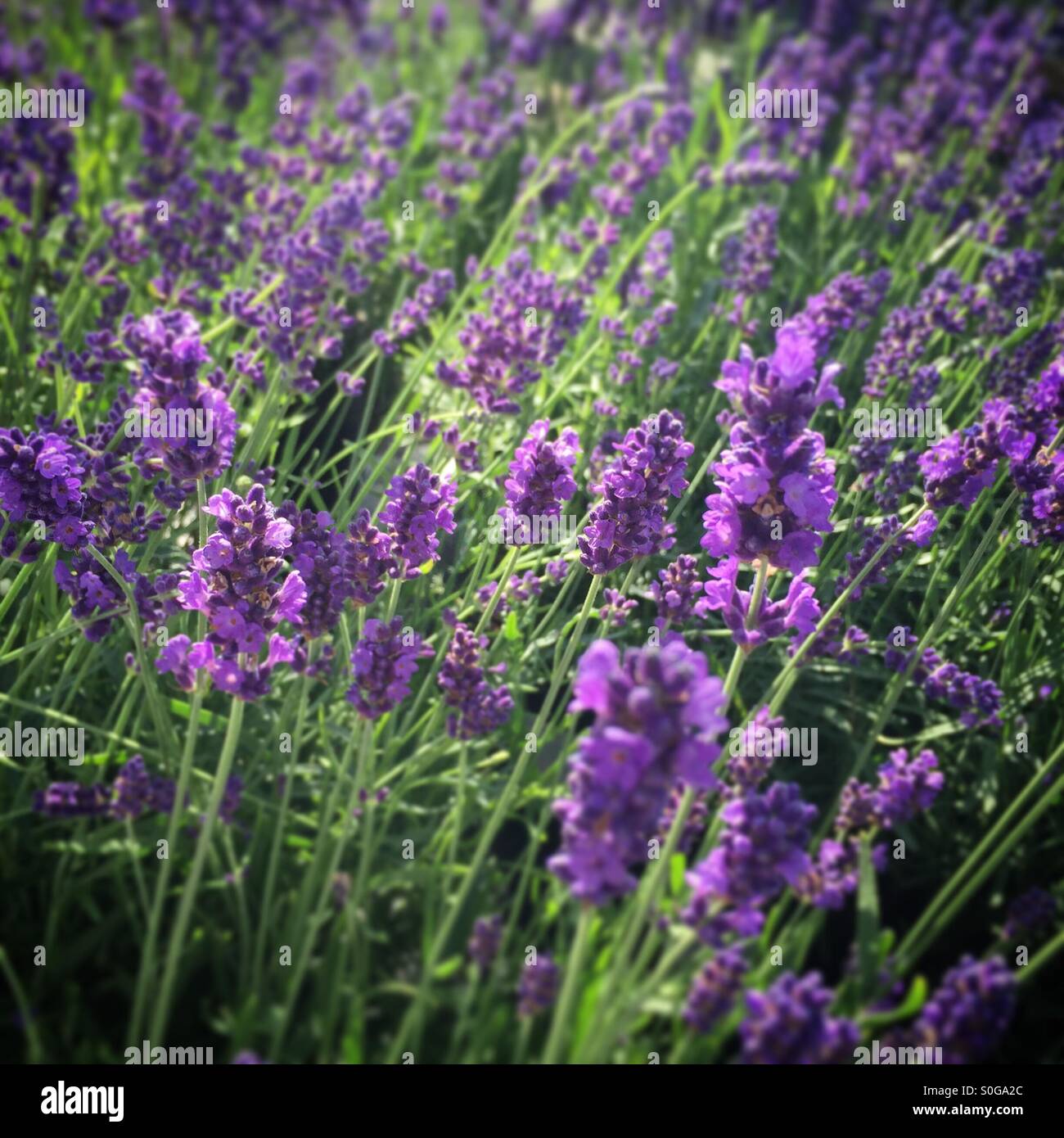 Lavanda fiori crescono in un giardino irlandese Foto Stock