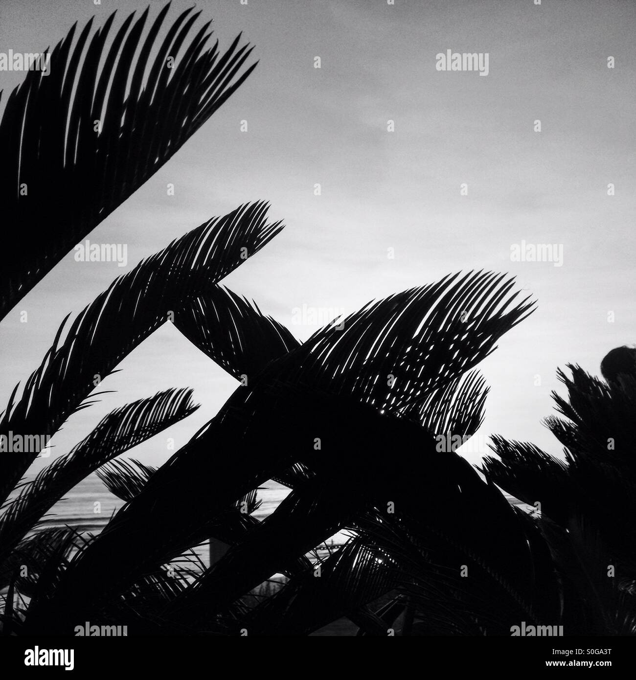 Retroilluminato con fronde di palme sulla costa del Pacifico in California. In bianco e nero. Contrasto elevato. Foto Stock