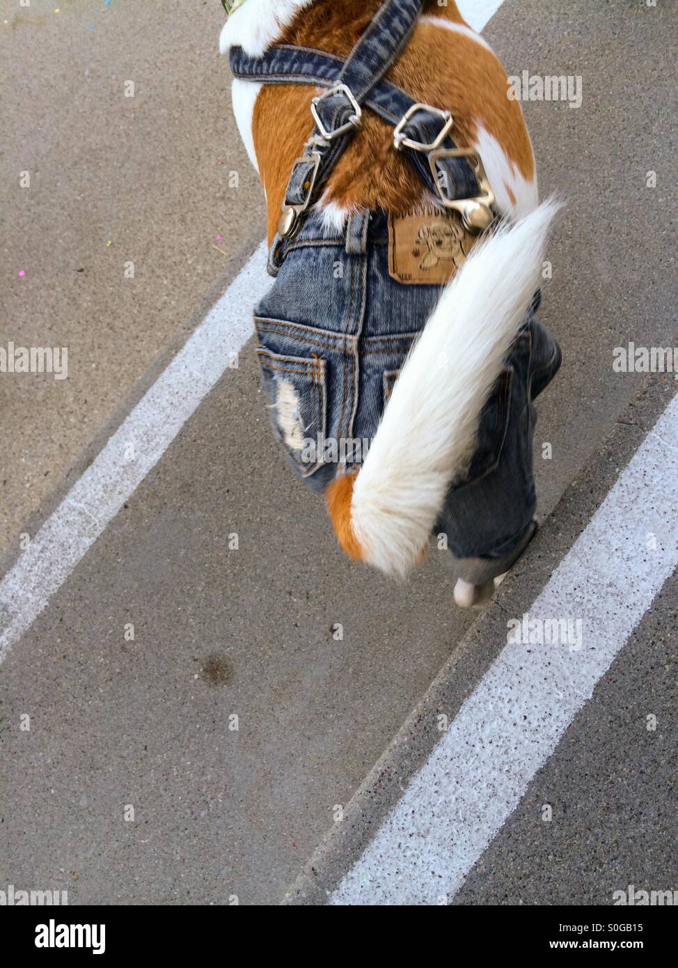 Cane che indossa un paio di jeans denim Foto Stock