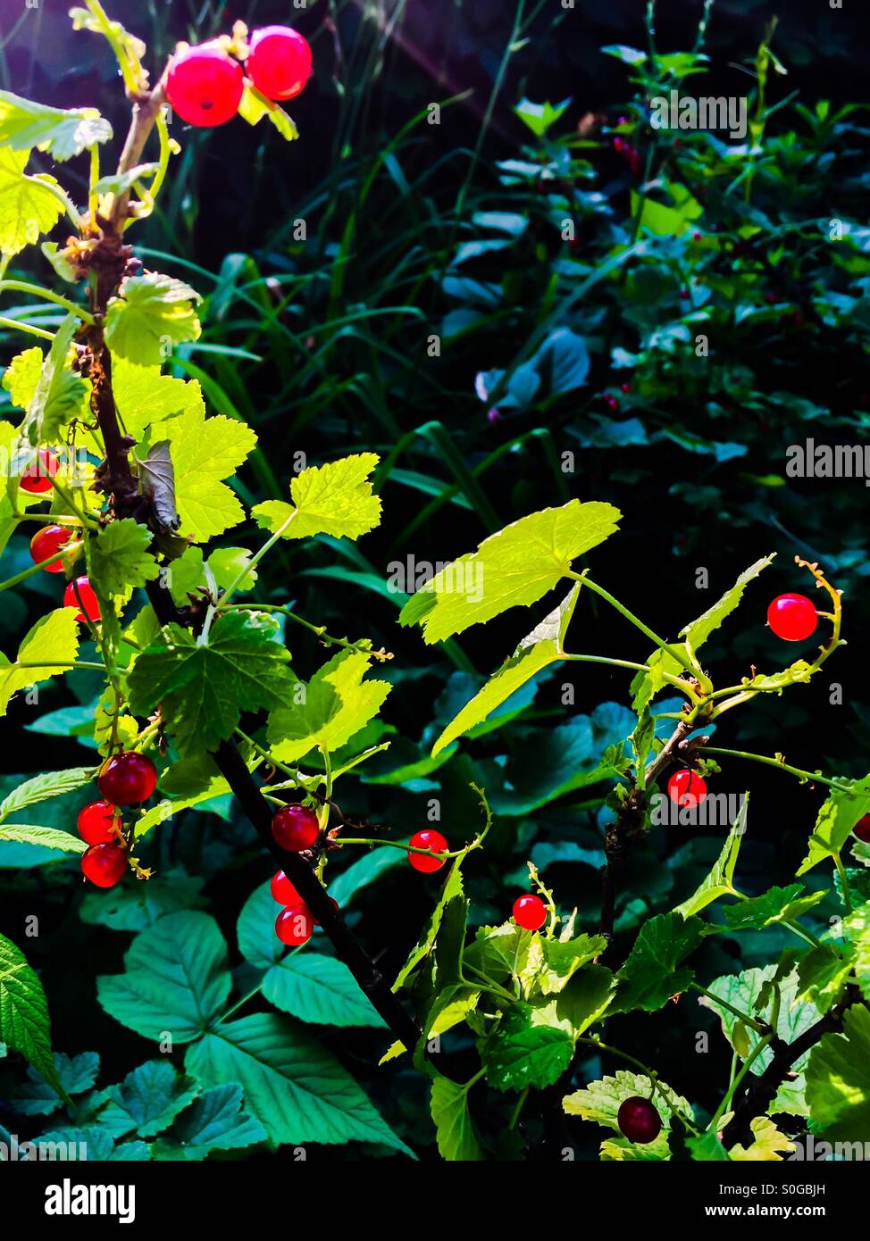 Ribes rosso - Immagine stock catturata con smartphone