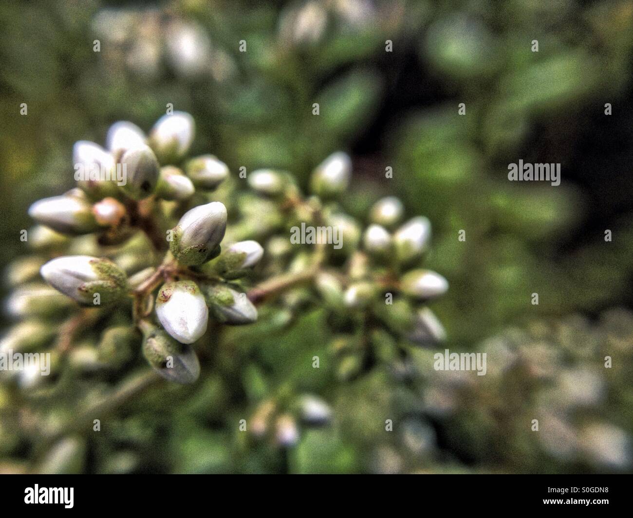 Pietra delle colture di germogli Foto Stock