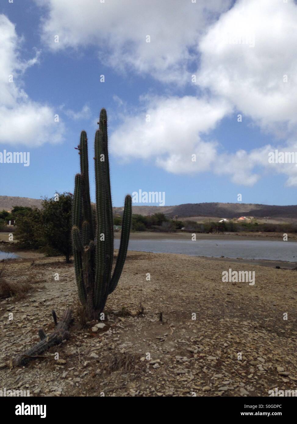 I laghi di sale, Curaçao Foto Stock