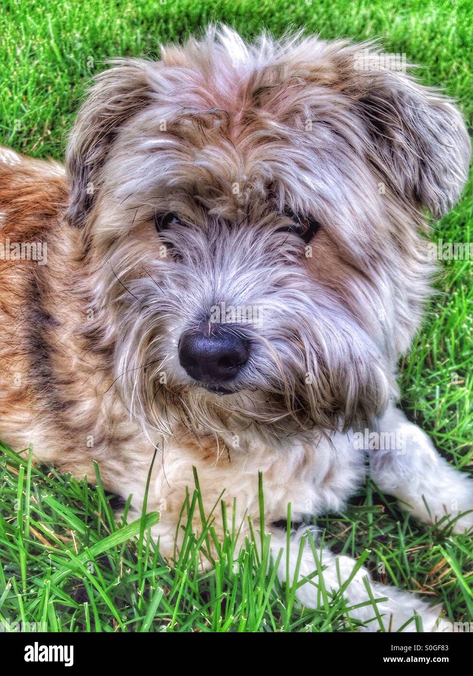 Sam, il cane, posa con un lato colpo d'occhio. Foto Stock
