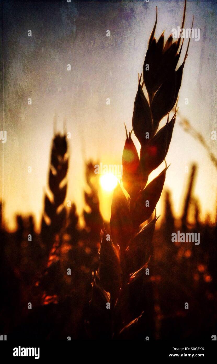 Dettaglio della testa di grano retroilluminati da sole di sera - Immagine stock catturata con smartphone