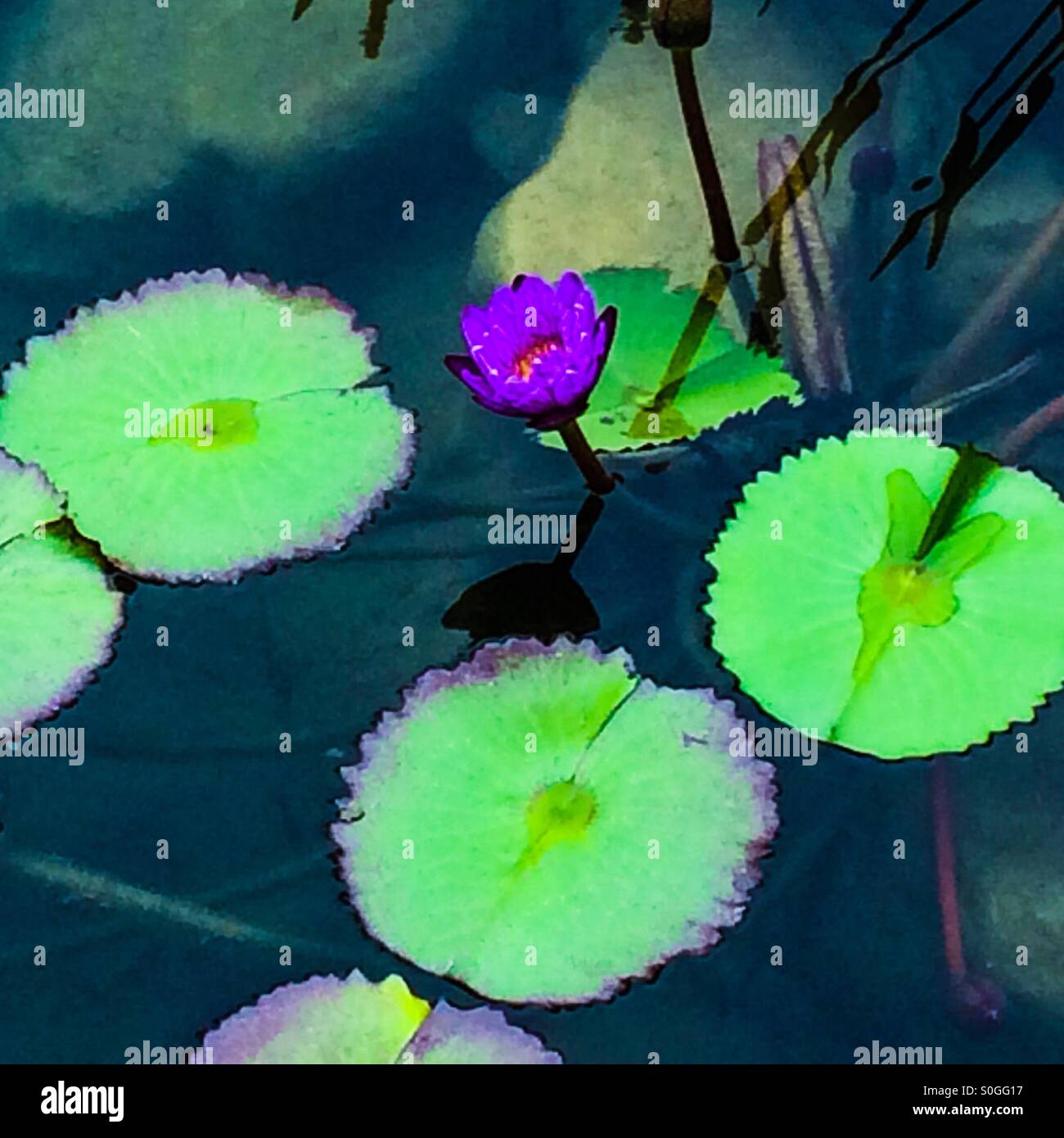 Fiore viola in un laghetto di gigli Foto Stock