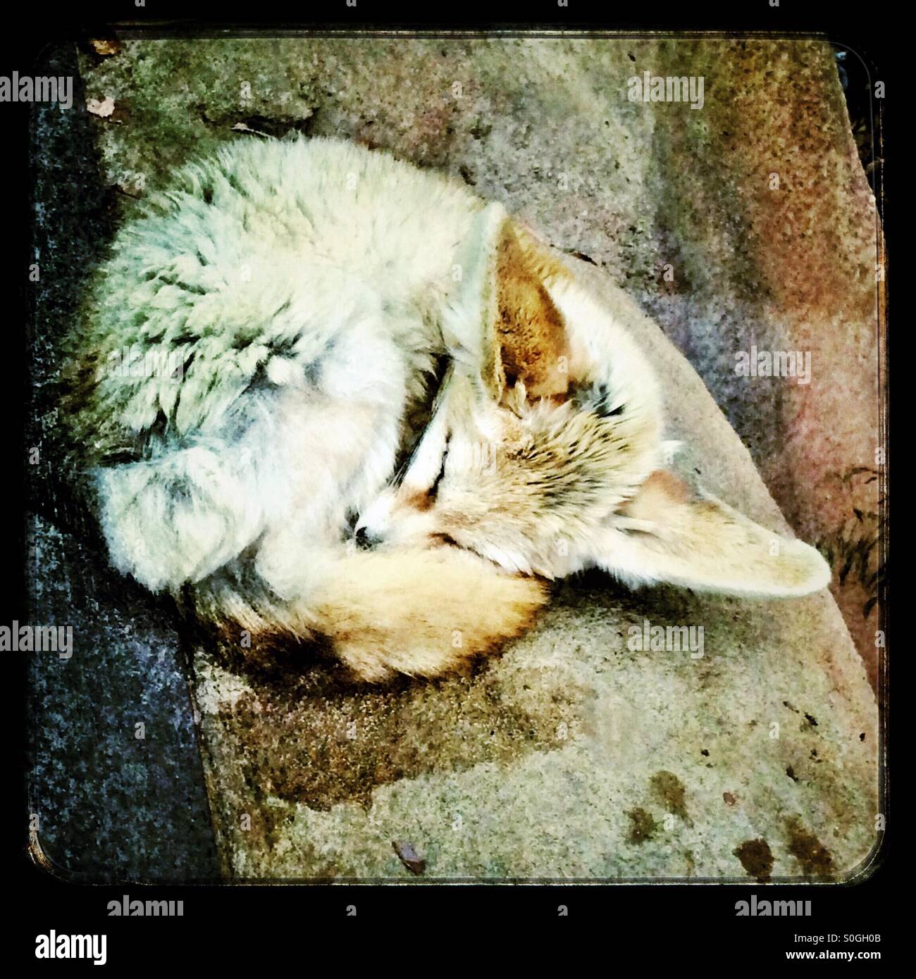 Un Fennec volpe (Vulpes vulpes Zerda) con grandi orecchie tenendo un pisolino Foto Stock