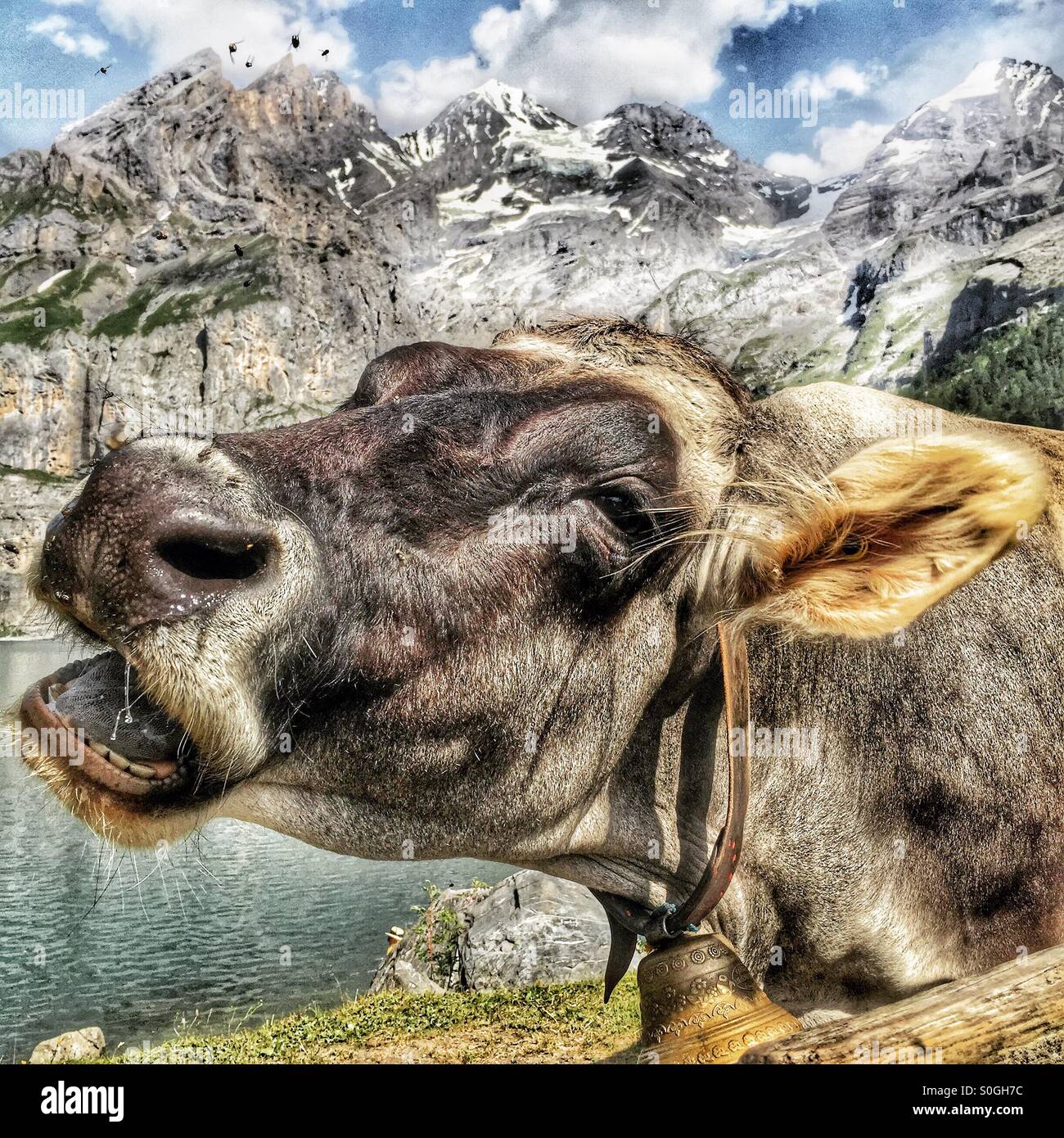 Mooing mucca, con mosche ronzio intorno alla sua testa Foto Stock