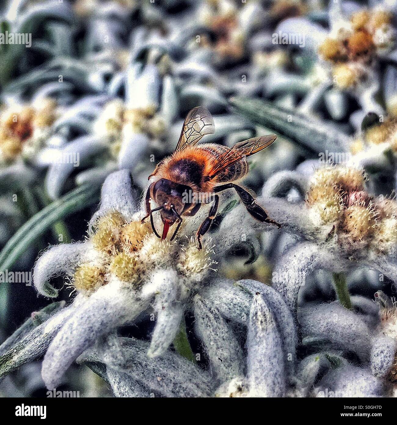 Bee pollinici da Edelweiss Foto Stock