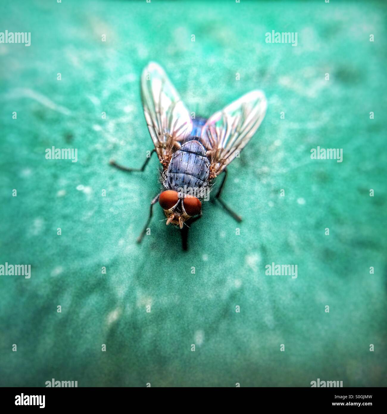 Close up housefly Musca domestica - Immagine stock catturata con smartphone