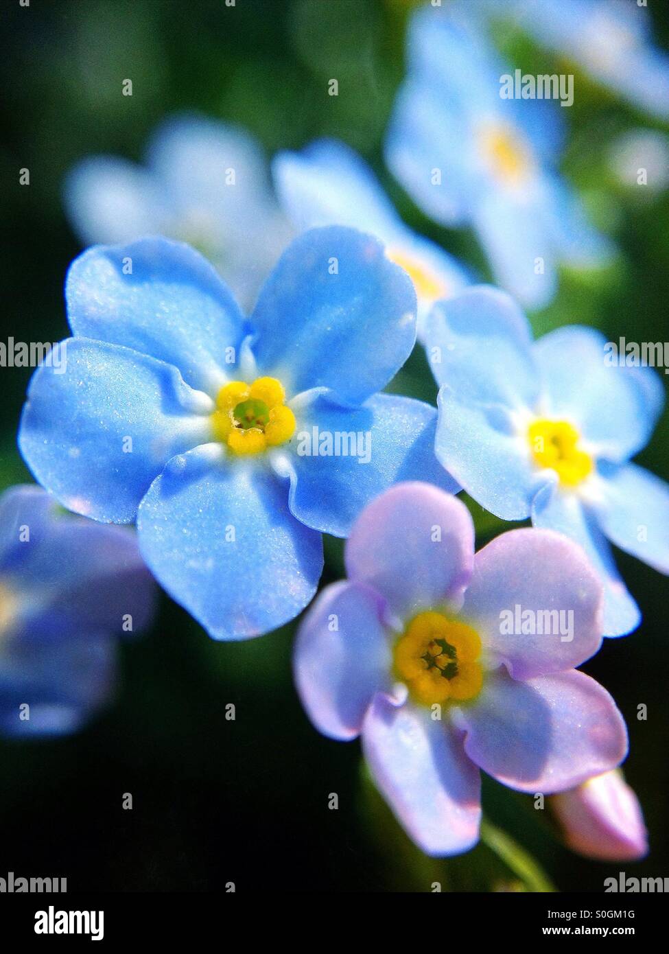 Forget me nots - Immagine stock catturata con smartphone