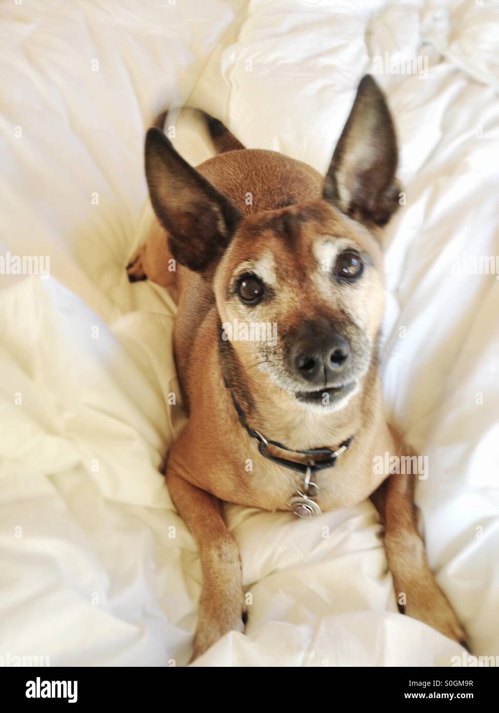 Vecchio cane marrone cerca dal letto. Foto Stock