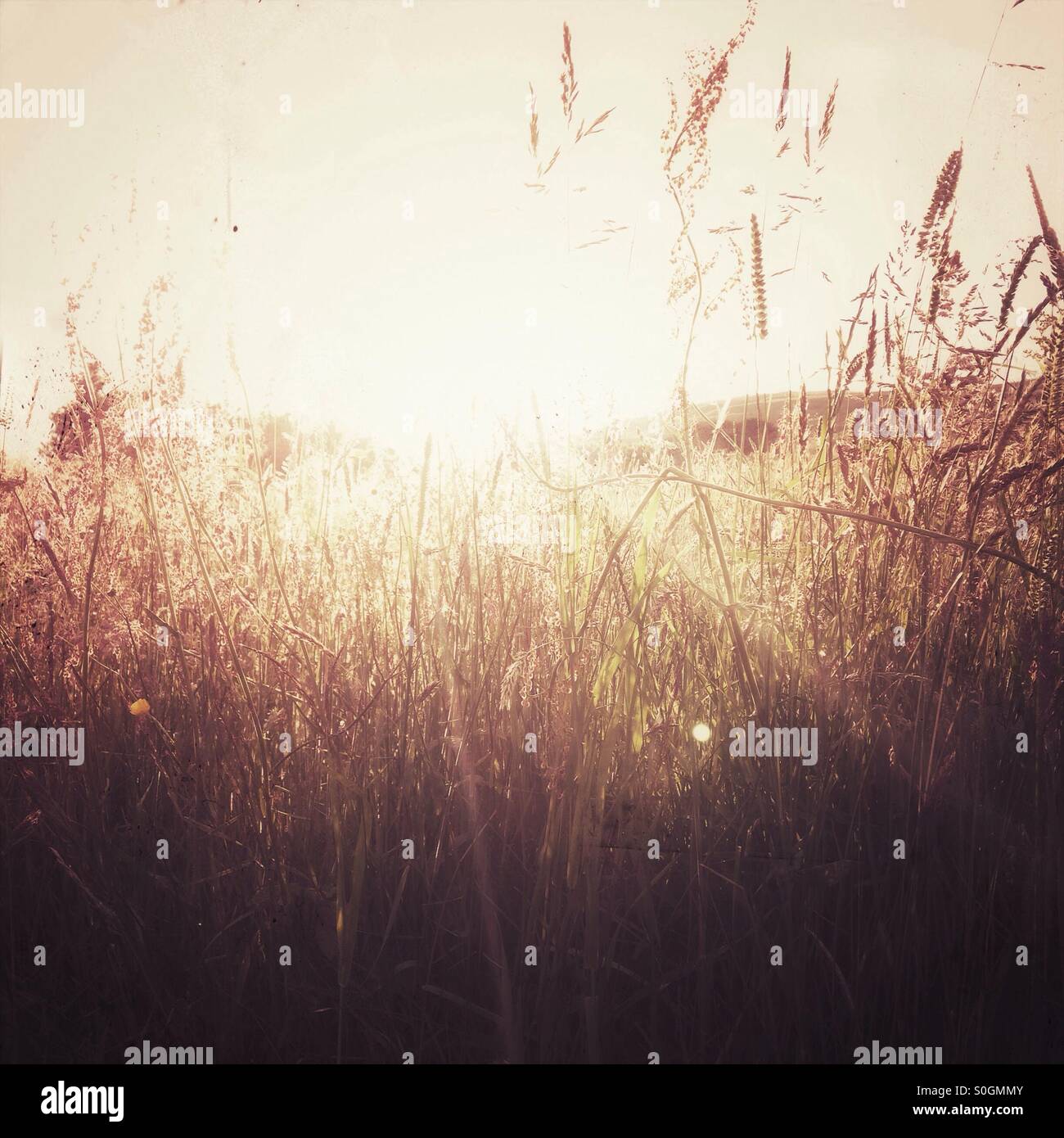 Estate tramonto di erba Foto Stock
