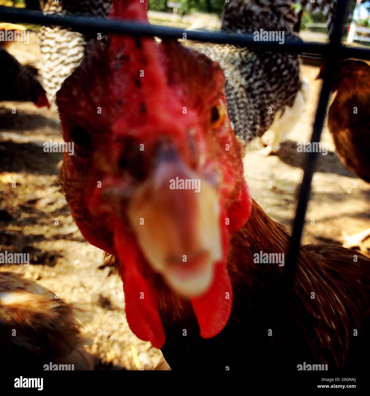 Close up di gallina in una penna guardando attraverso la recinzione a voi. - Immagine stock catturata con smartphone