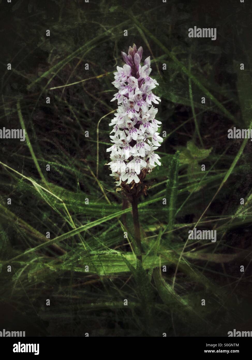 Common Spotted Orchid Foto Stock