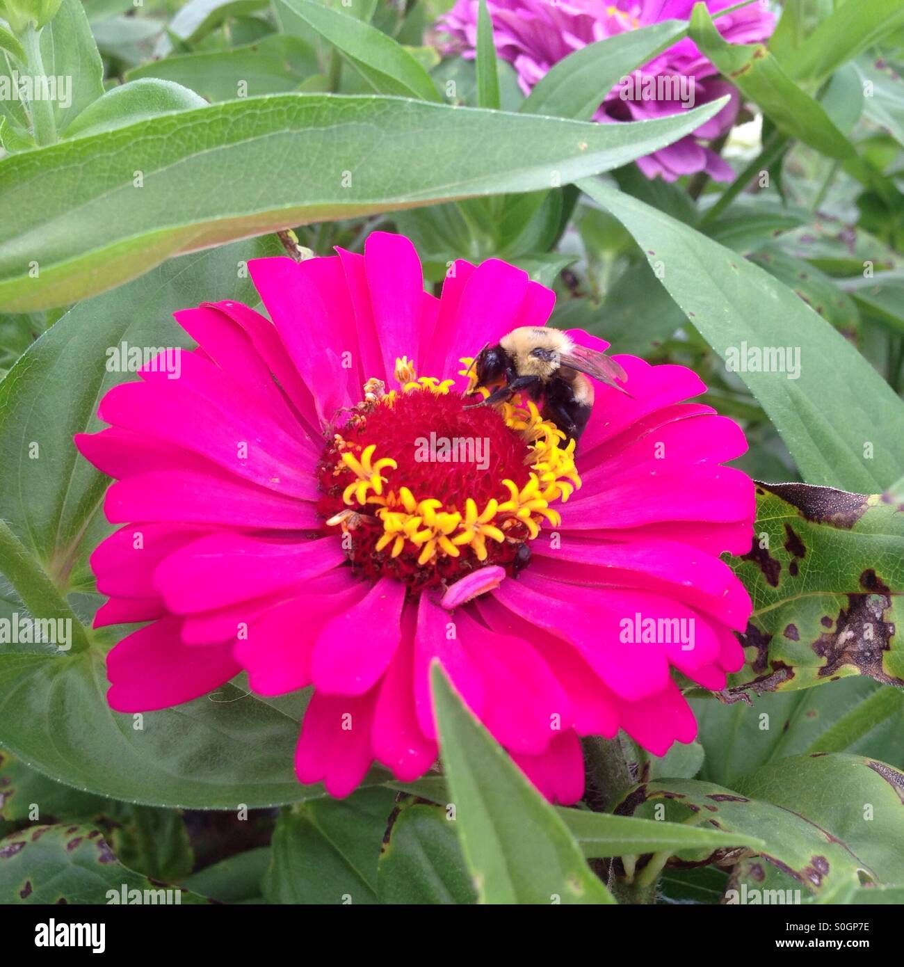 Bee la raccolta del polline di un rosa zinnia Foto Stock