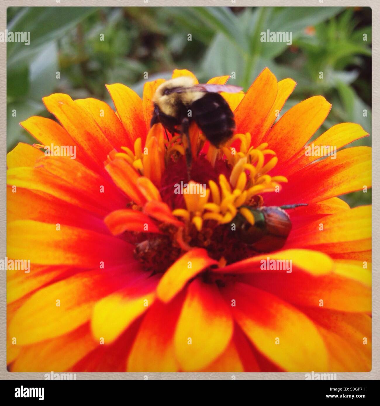 Bee per raccogliere il polline da un arancio zinnia Foto Stock