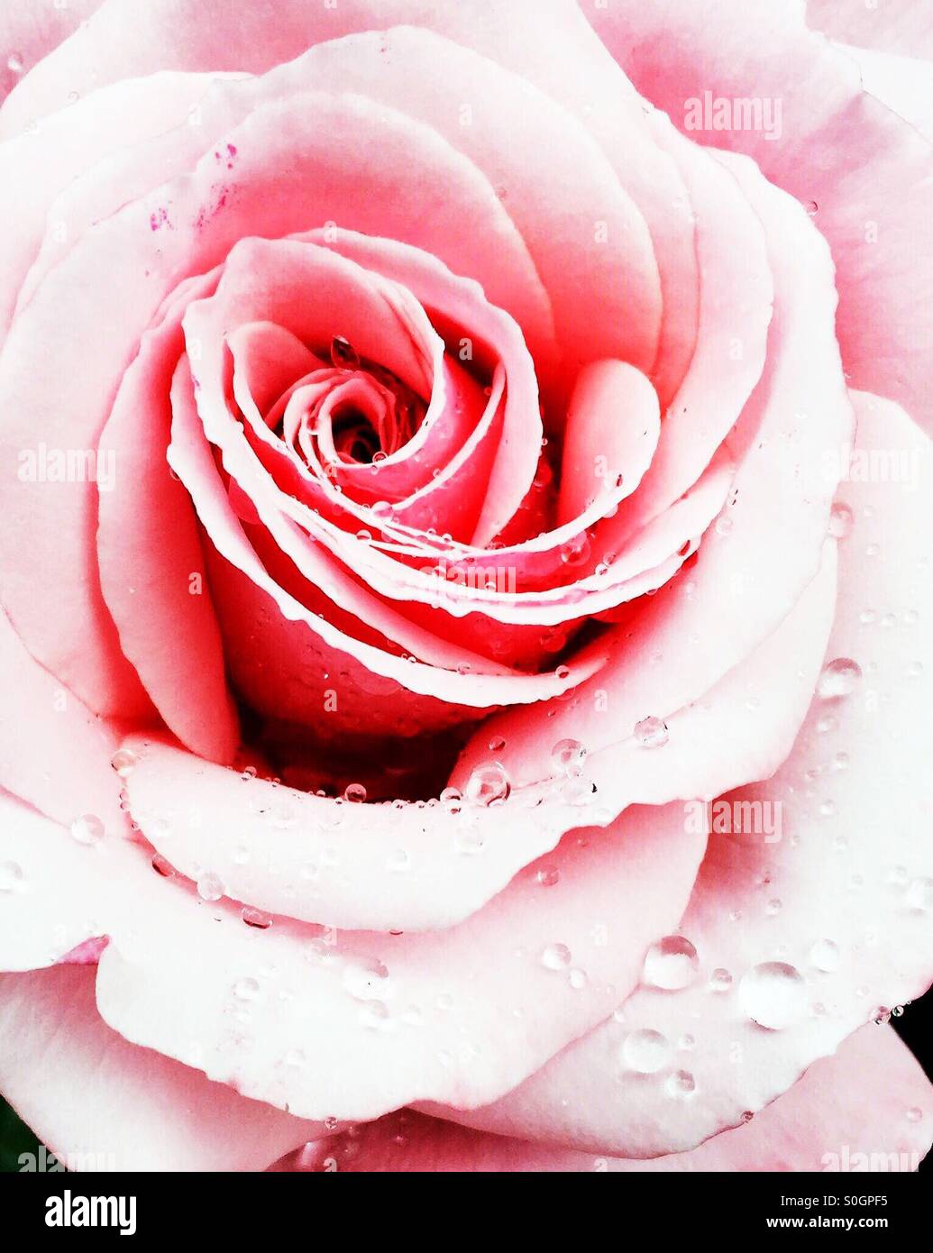 Una rosa con gocce di pioggia Foto Stock