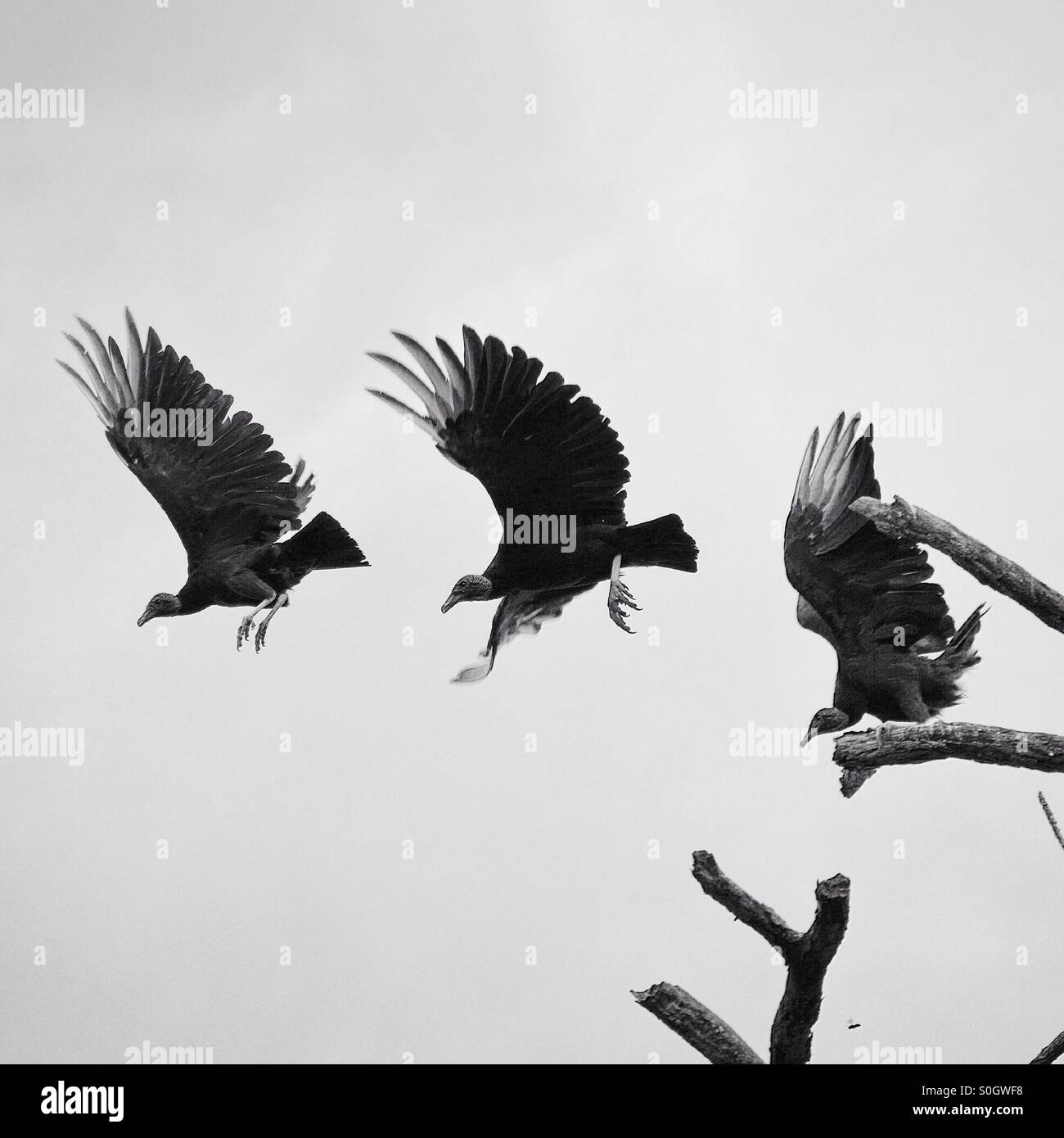 Il Vulture Trio Foto Stock
