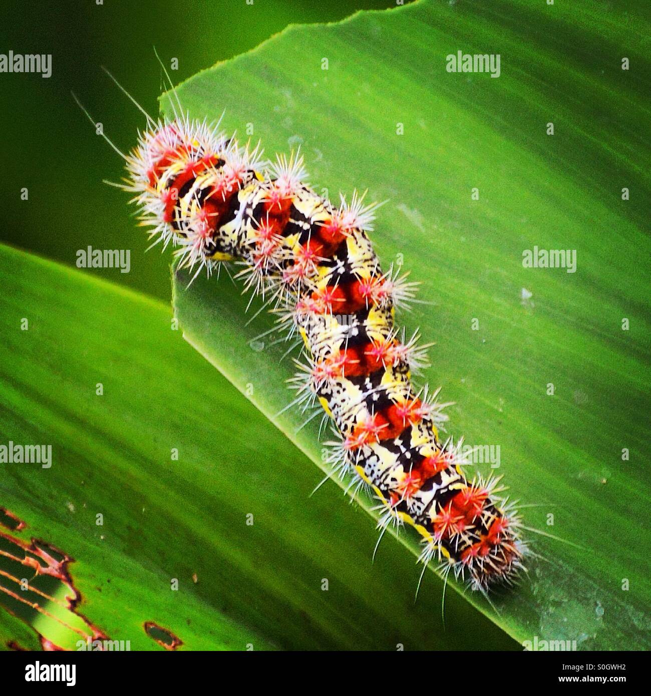 Macchie di pugnale Moth Caterpillar chowing giù Foto Stock