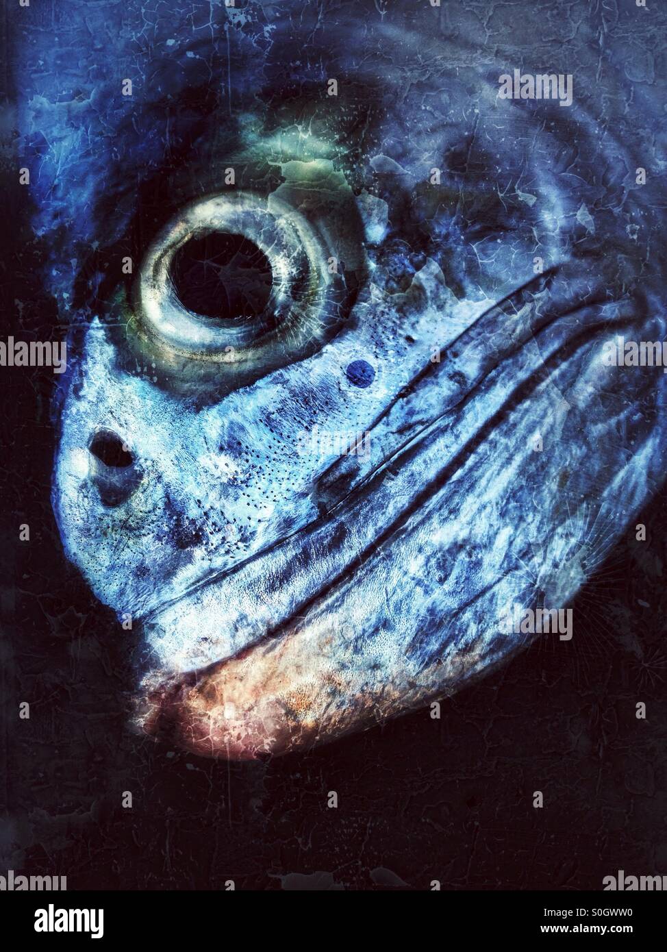 Testa di un Queenfish. - Immagine stock catturata con smartphone