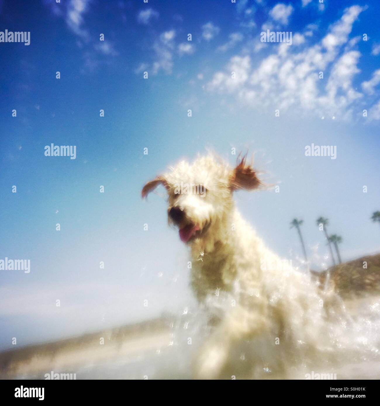 Un felice labradoodle cane gioca nell'acqua. Huntington Beach, California USA. - Immagine stock catturata con smartphone