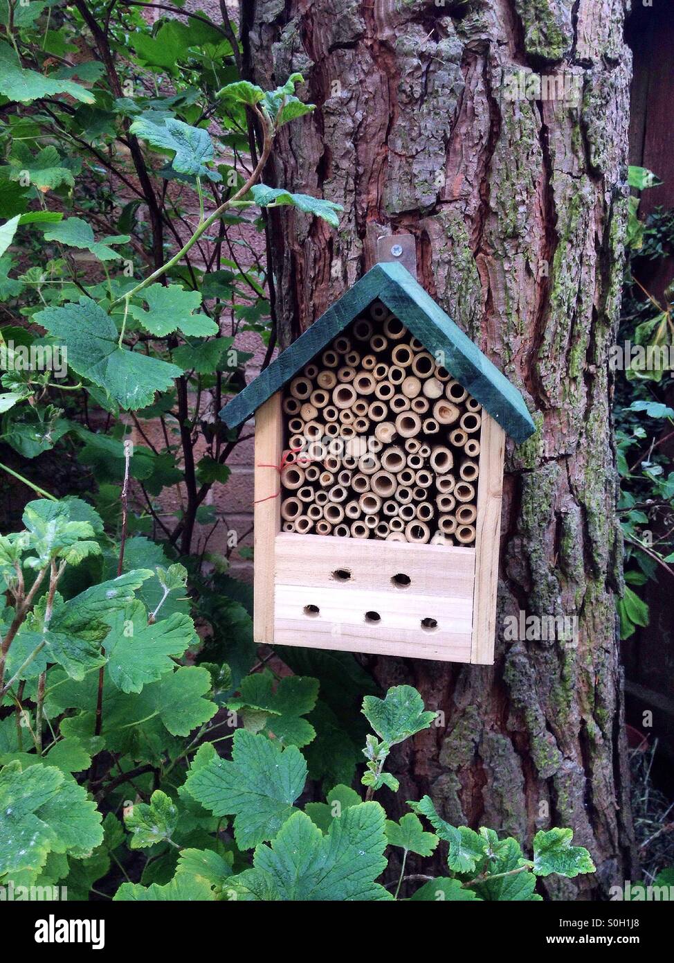 Hotel ape - Immagine stock catturata con smartphone