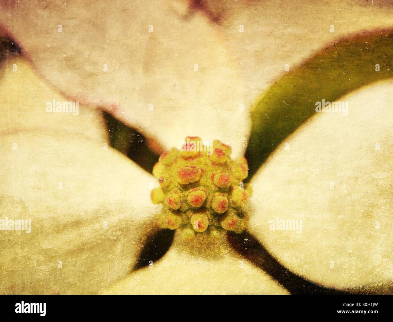 Cornus kousa fiore Foto Stock