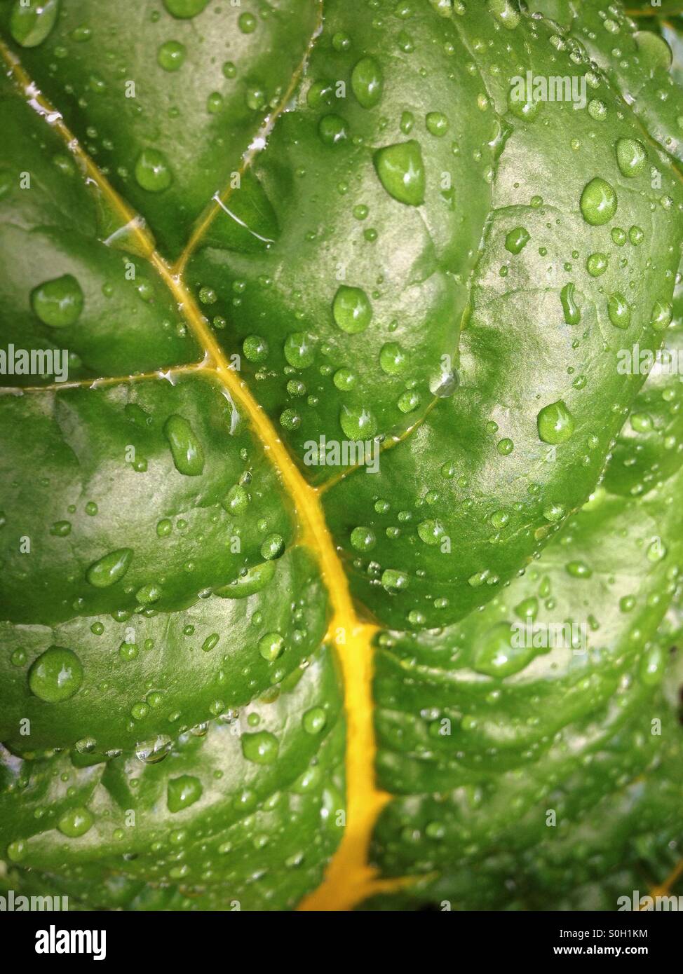 Bietola da coste giallo - Immagine stock catturata con smartphone