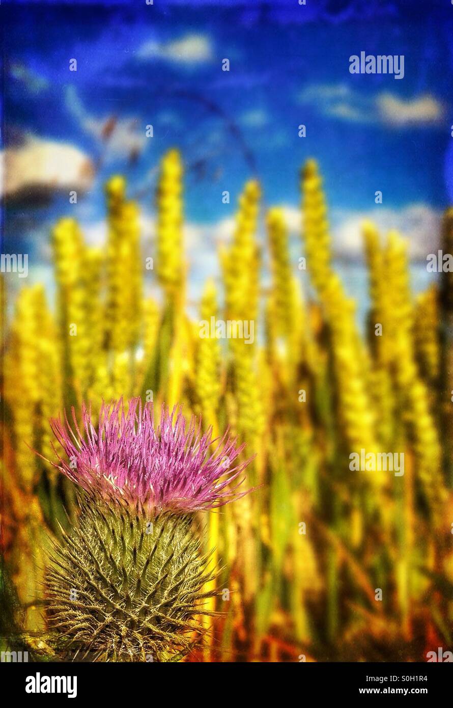 Thistle nel campo di grano Foto Stock
