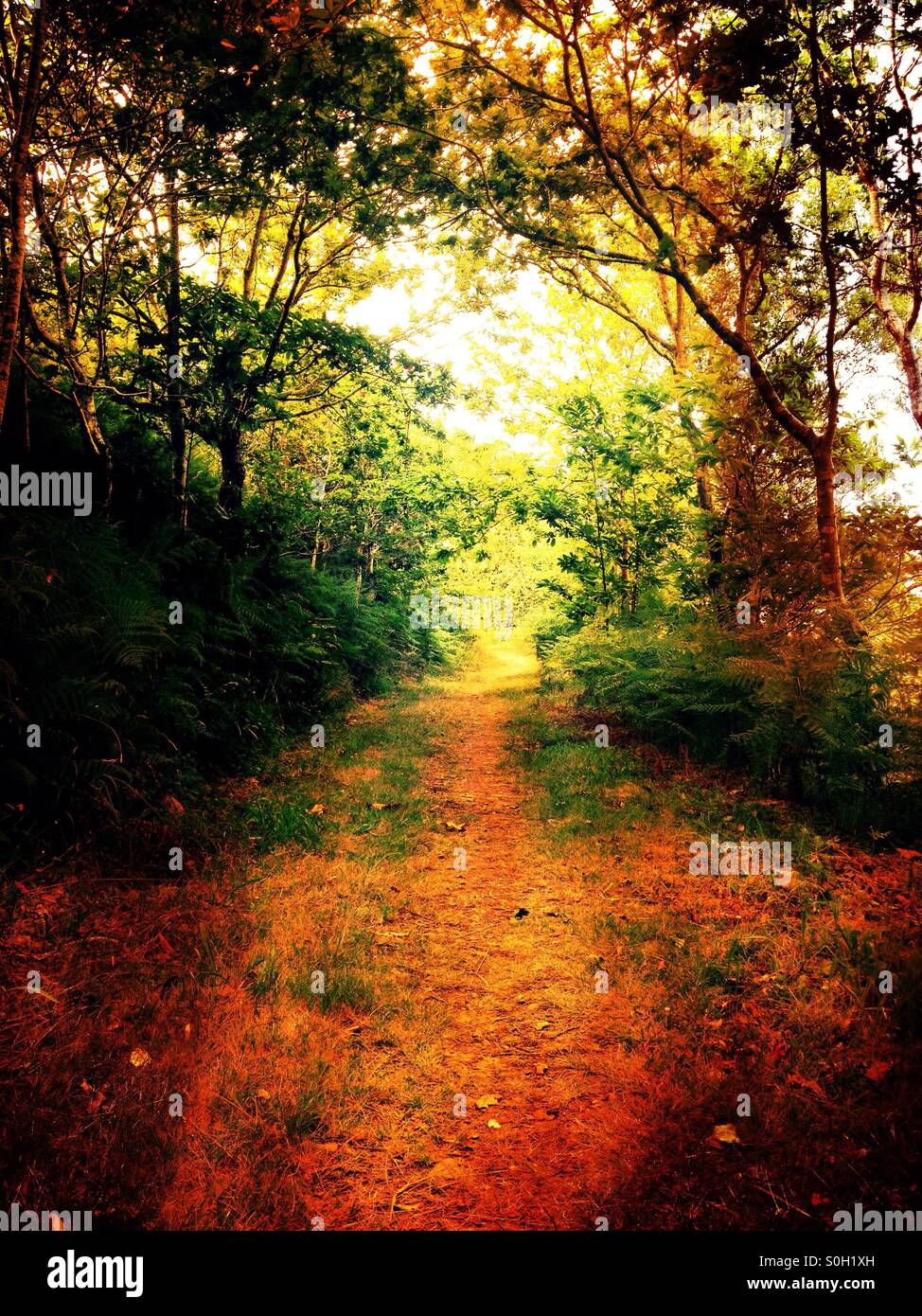 Una passeggiata nel bosco Foto Stock