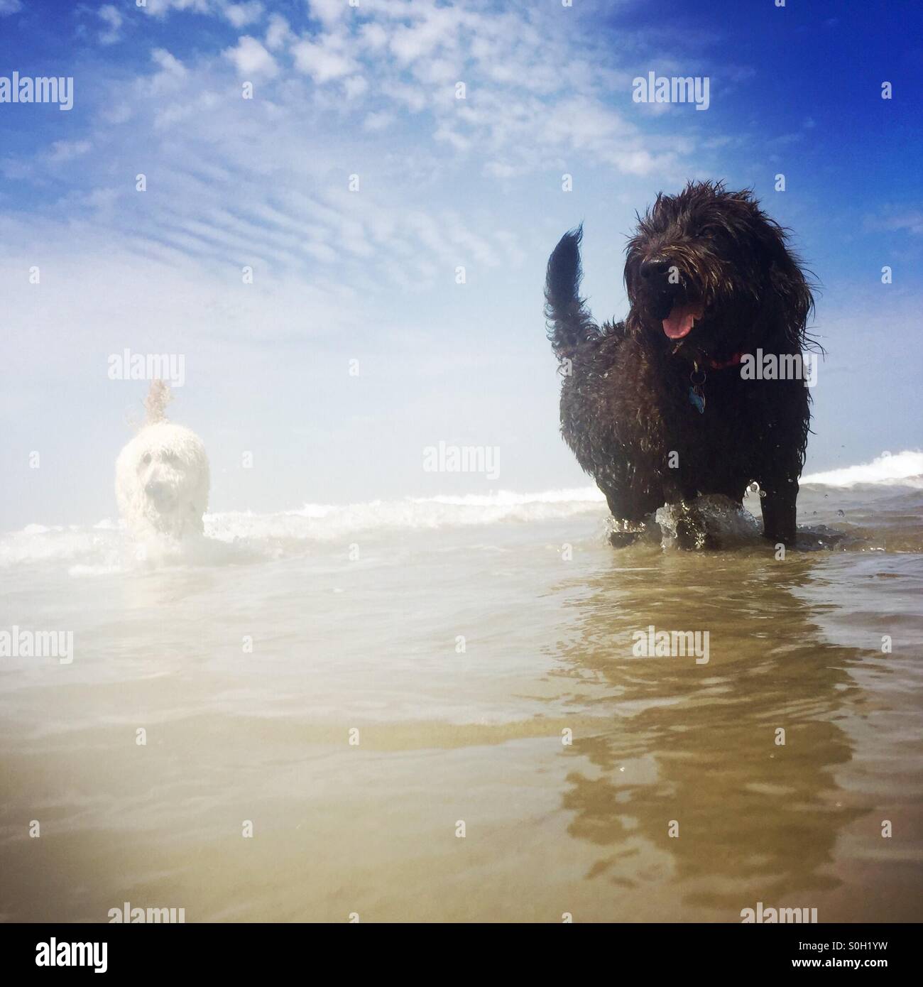 Due cani labradoodle giocando in acqua presso la spiaggia. Huntington Beach, California USA. - Immagine stock catturata con smartphone