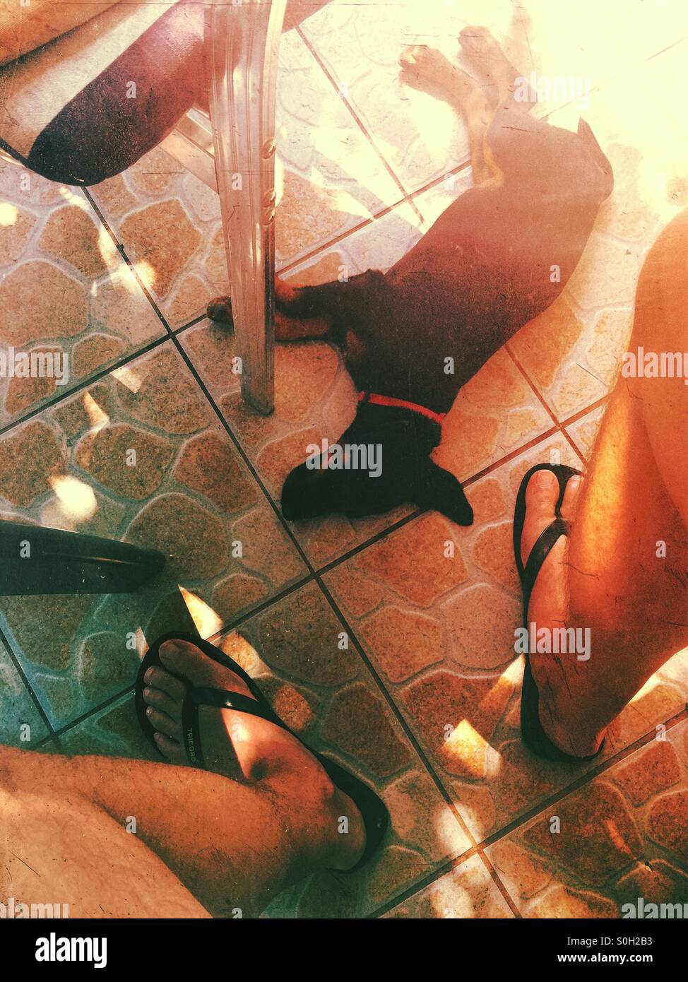 Esaurito piccolo cane recante le mie gambe sul balcone piastrellato pavimento durante un molto caldo pomeriggio di festa. Foto Stock