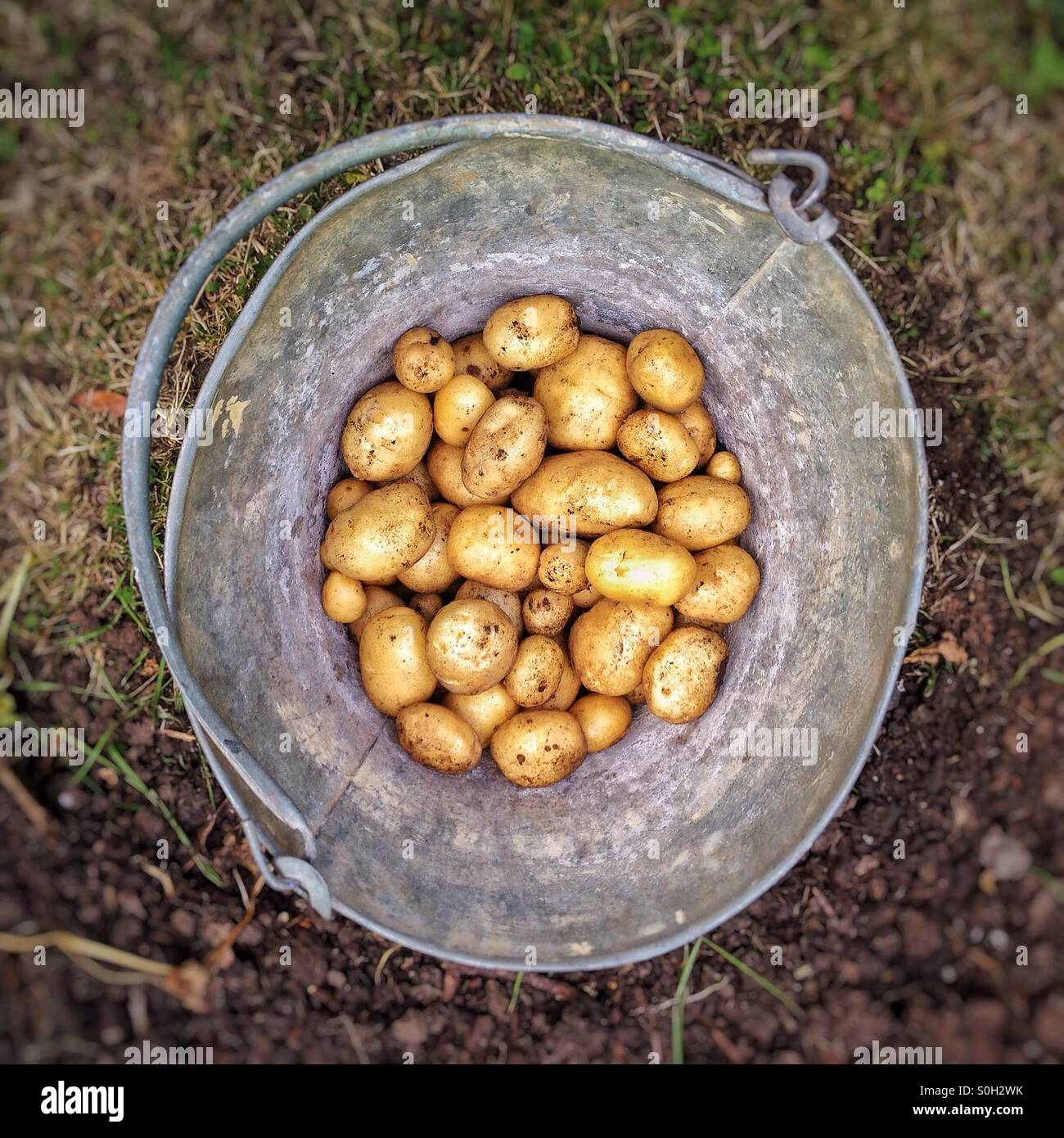 Le patate in una benna - Immagine stock catturata con smartphone