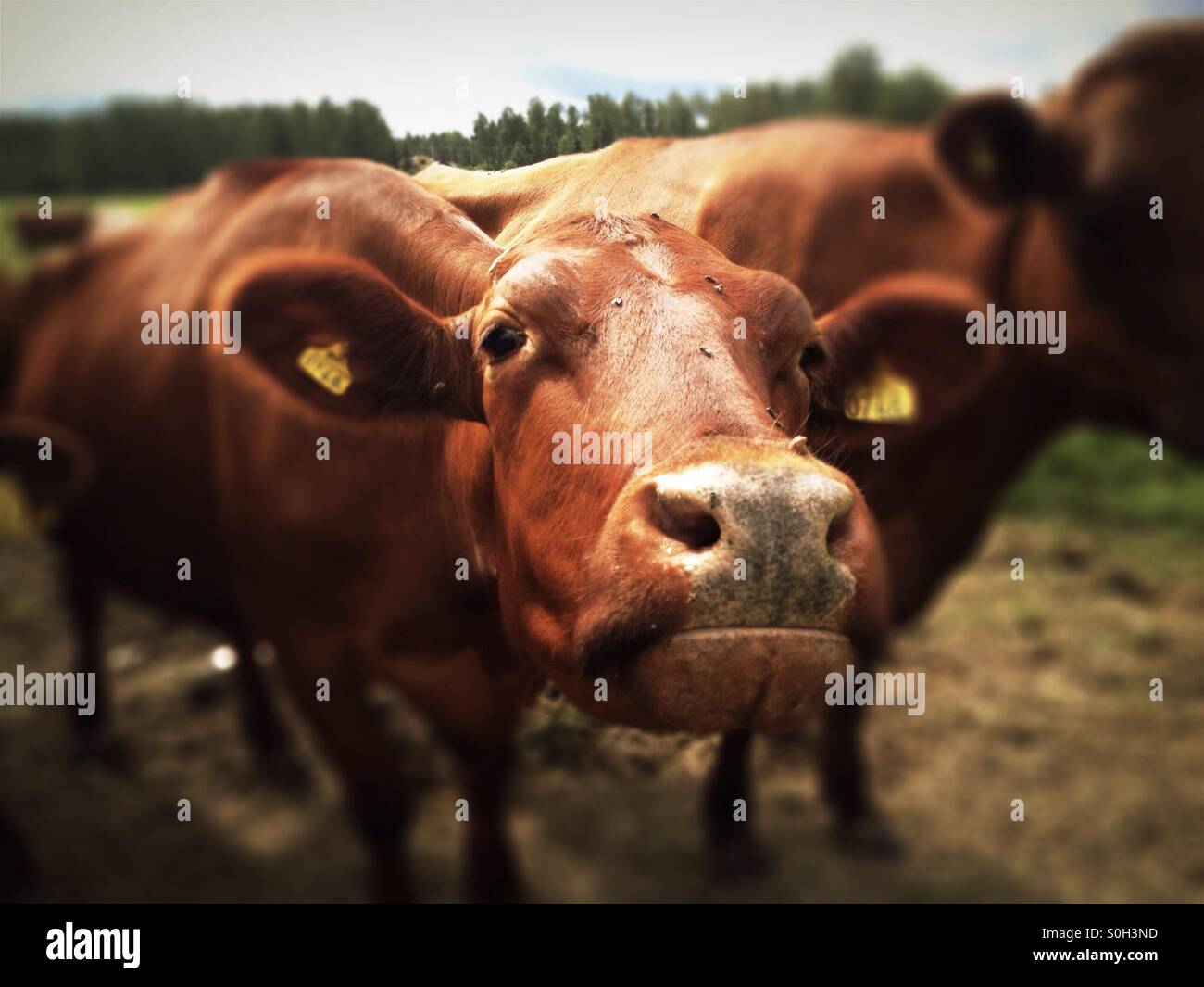 Mucca vicino alla telecamera - Immagine stock catturata con smartphone