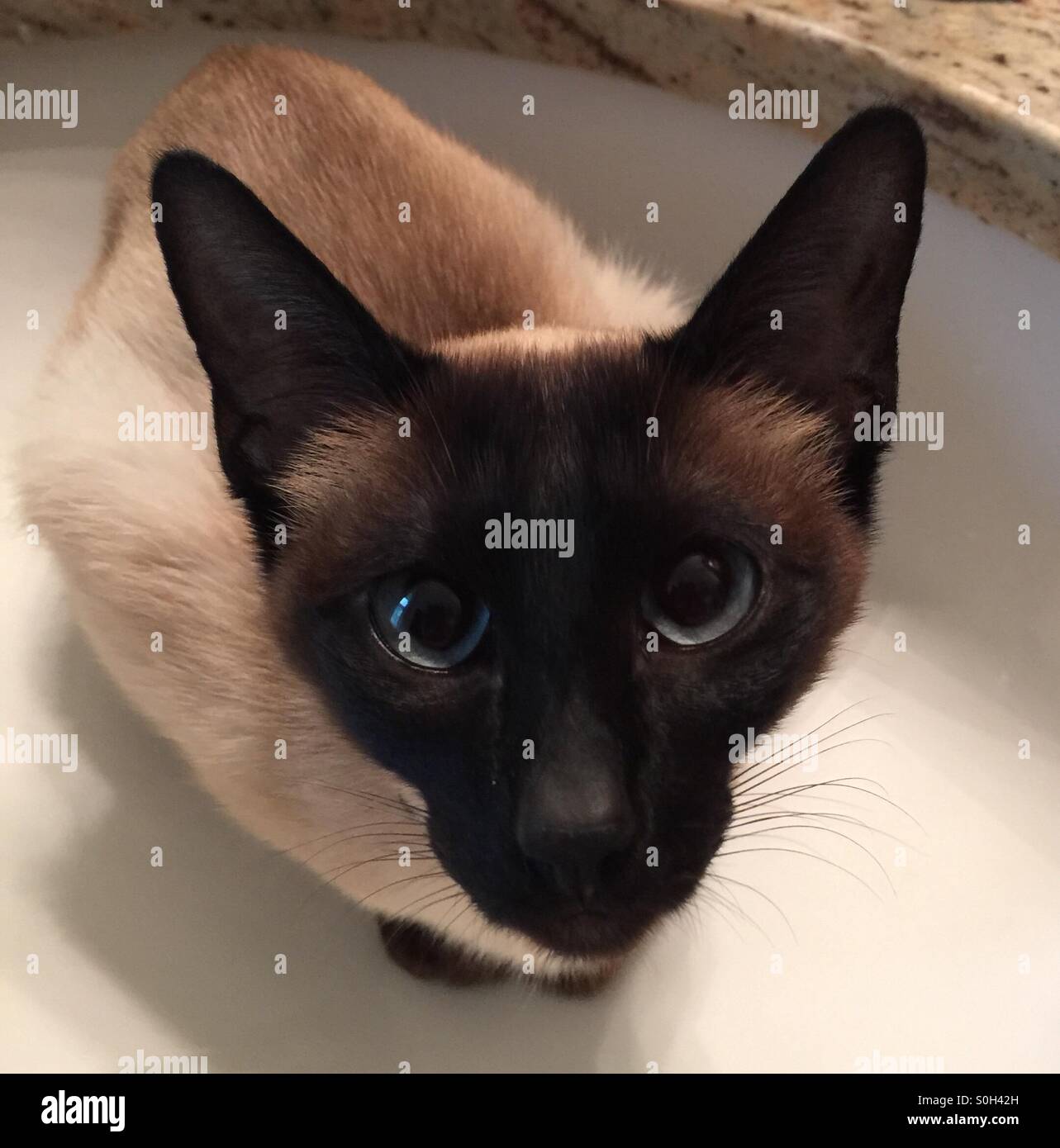 Gatto Siamese Gatto Con Grandi Bellissimi Occhi Azzurri E Faccia