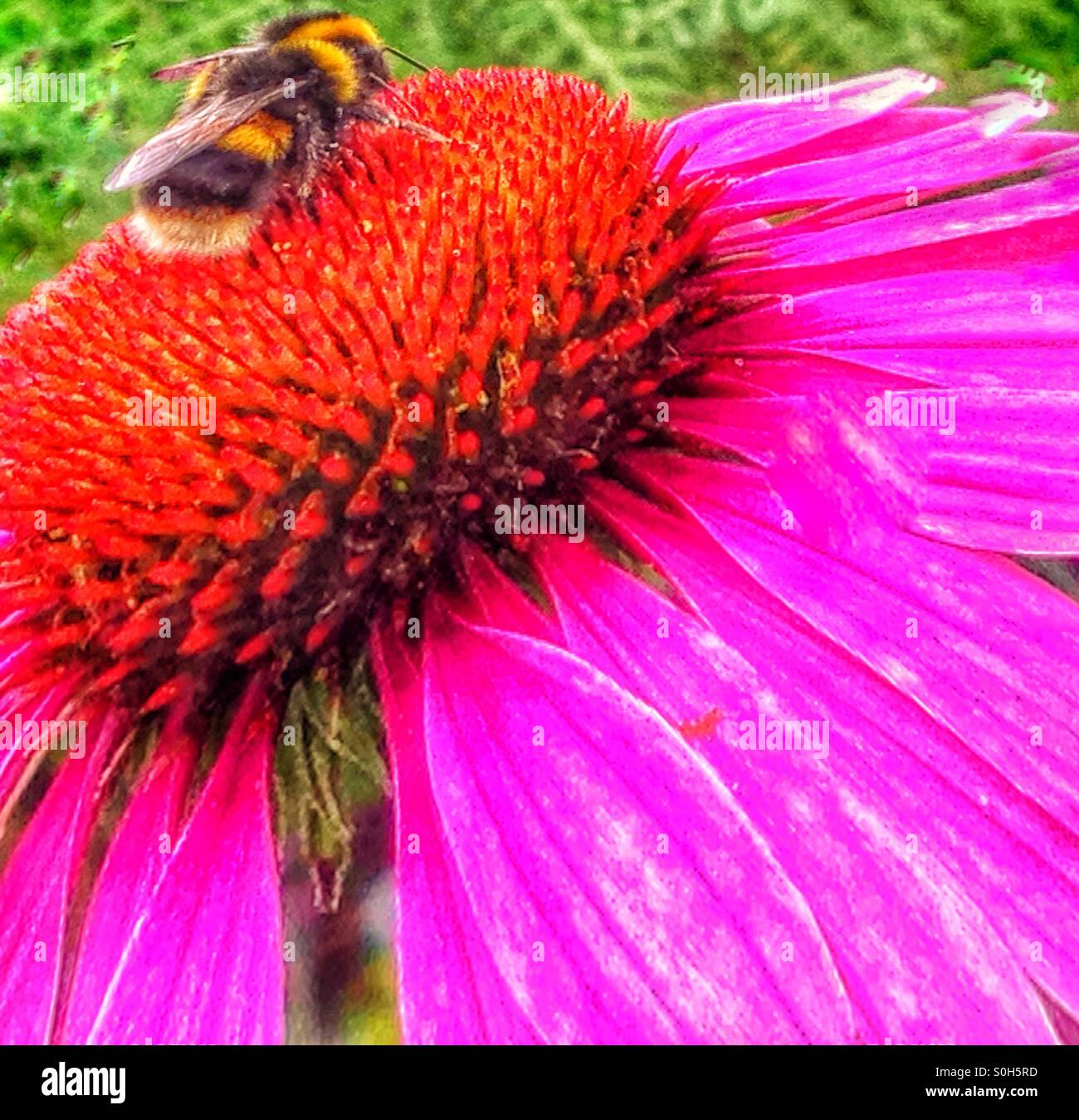 Ape su un fiore di Echinacea. - Immagine stock catturata con smartphone