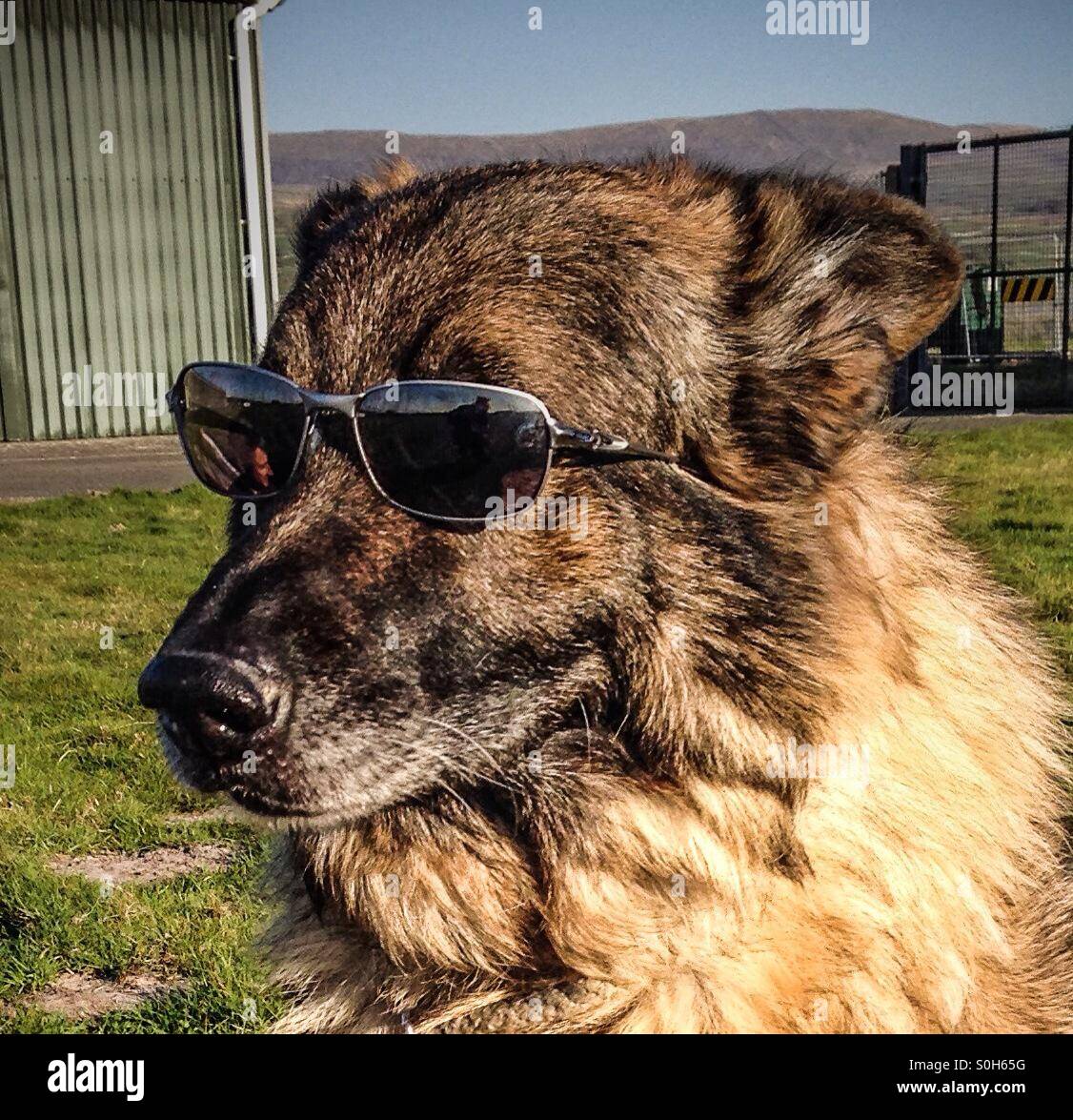 Il mio cane alla moda nella sua occhiali da sole. Foto Stock