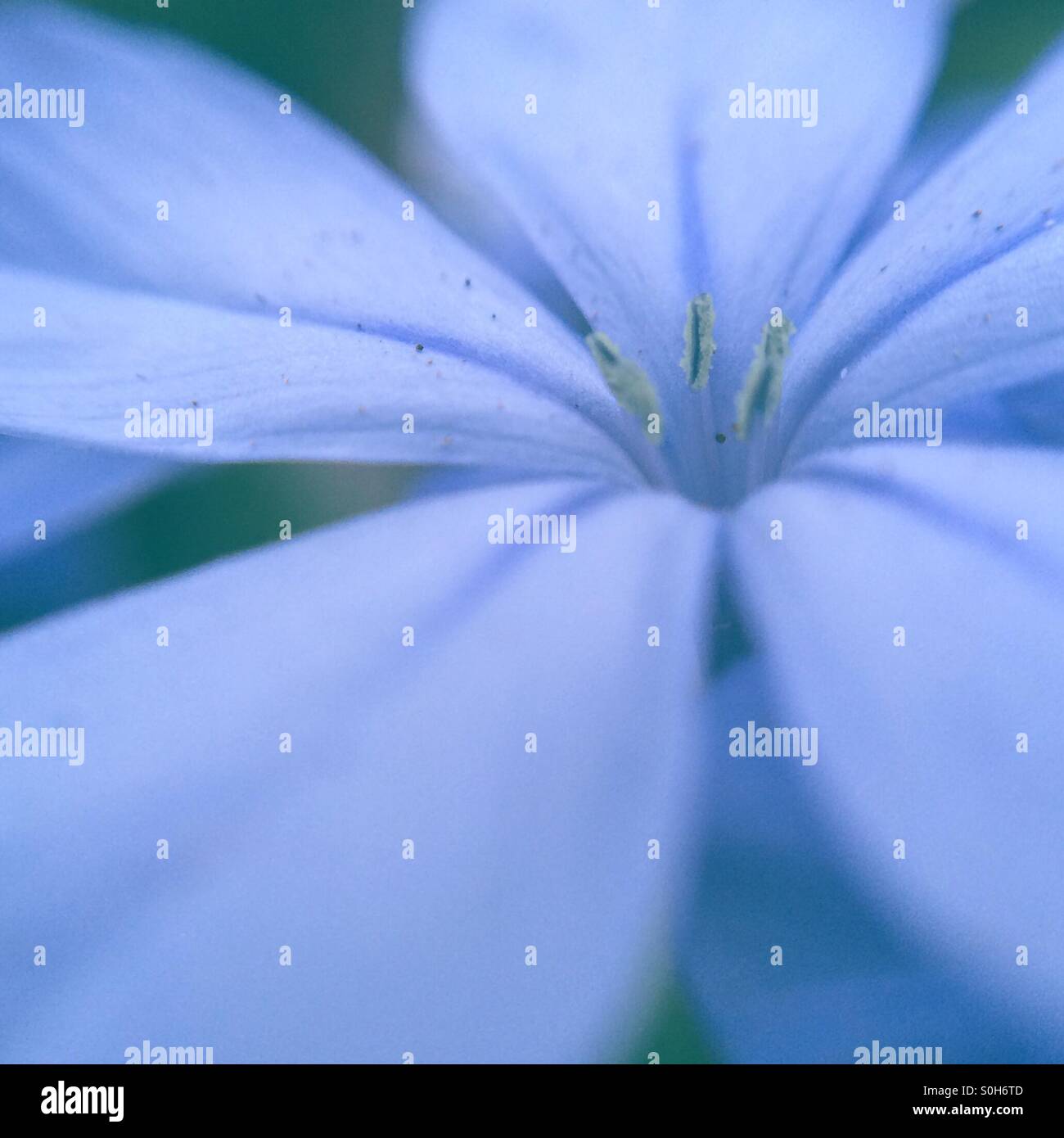 Macro di un petalo blu fiore Foto Stock