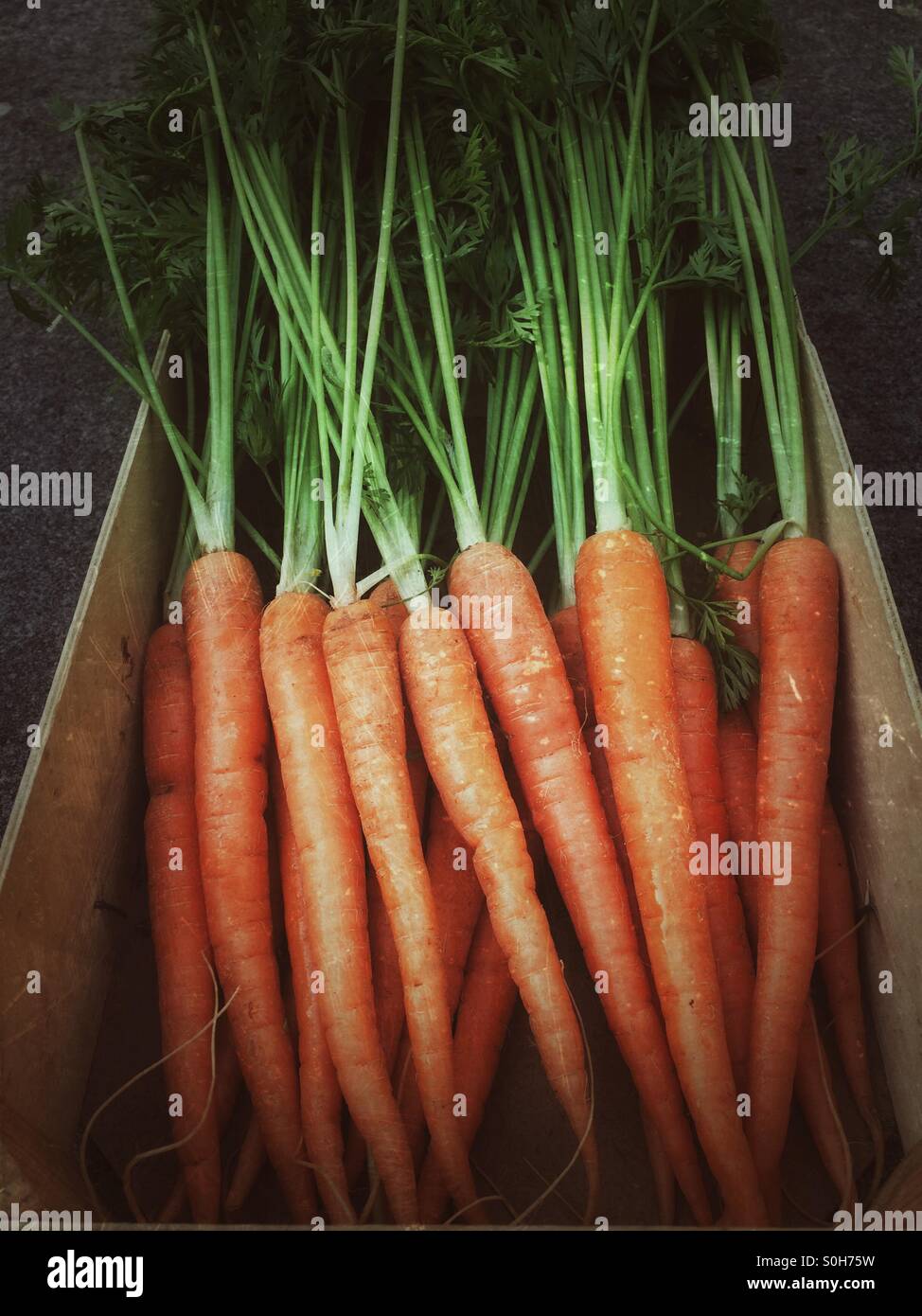 Nuovo e fresco raccolto le carote con cime di verde in una scatola Foto Stock