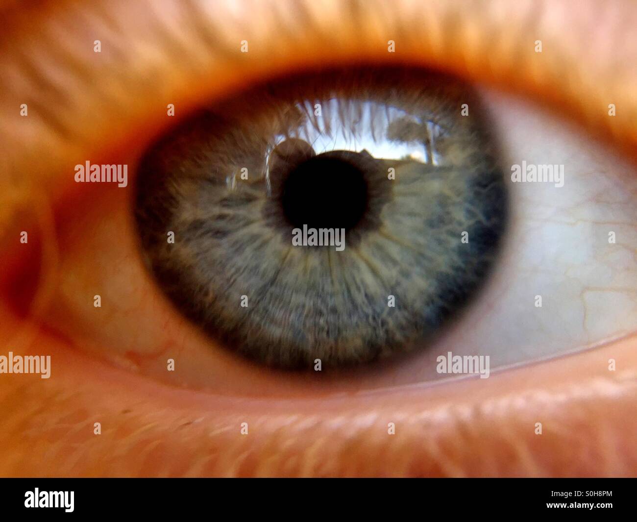 Estremo primo piano di un occhio umano grigio-blu con iride dettagliata - Immagine stock catturata con smartphone