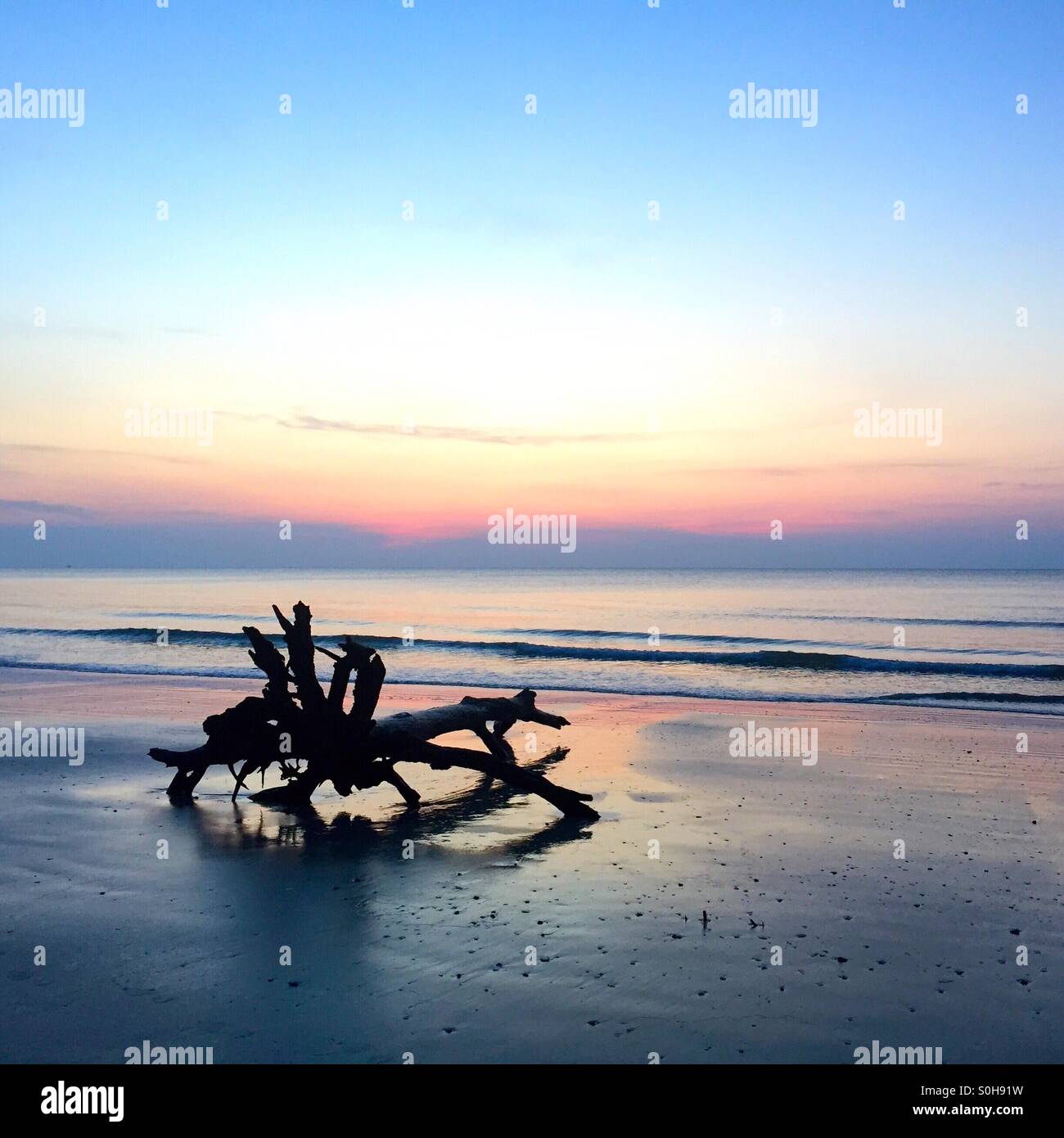 Un ceppo di albero si stagliano contro il cielo di sunrise sulla caccia Island, nella Carolina del Sud. Foto Stock
