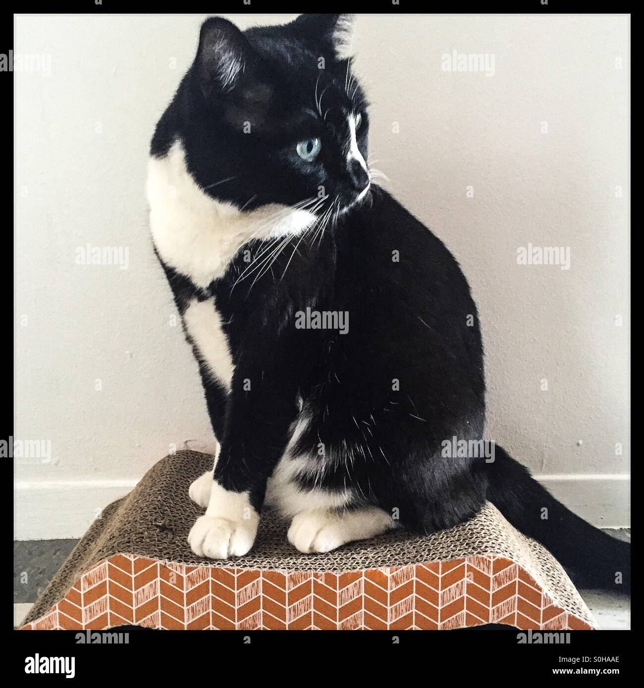 Tuxedo cat su scratch pad. Foto Stock