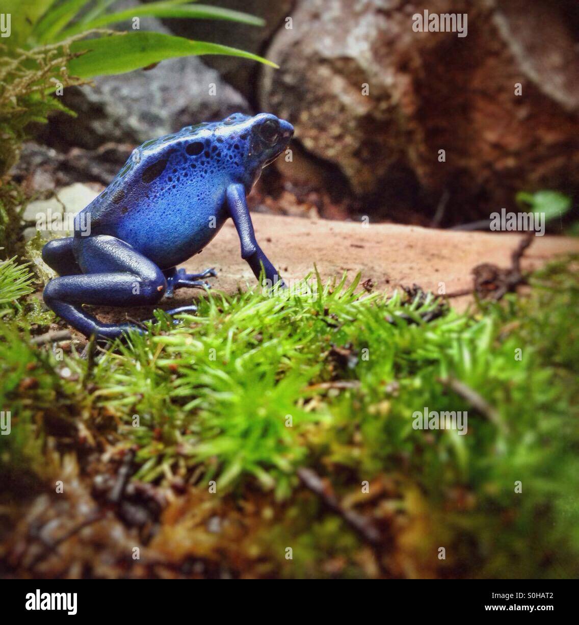 Blue poison dart frog - Immagine stock catturata con smartphone