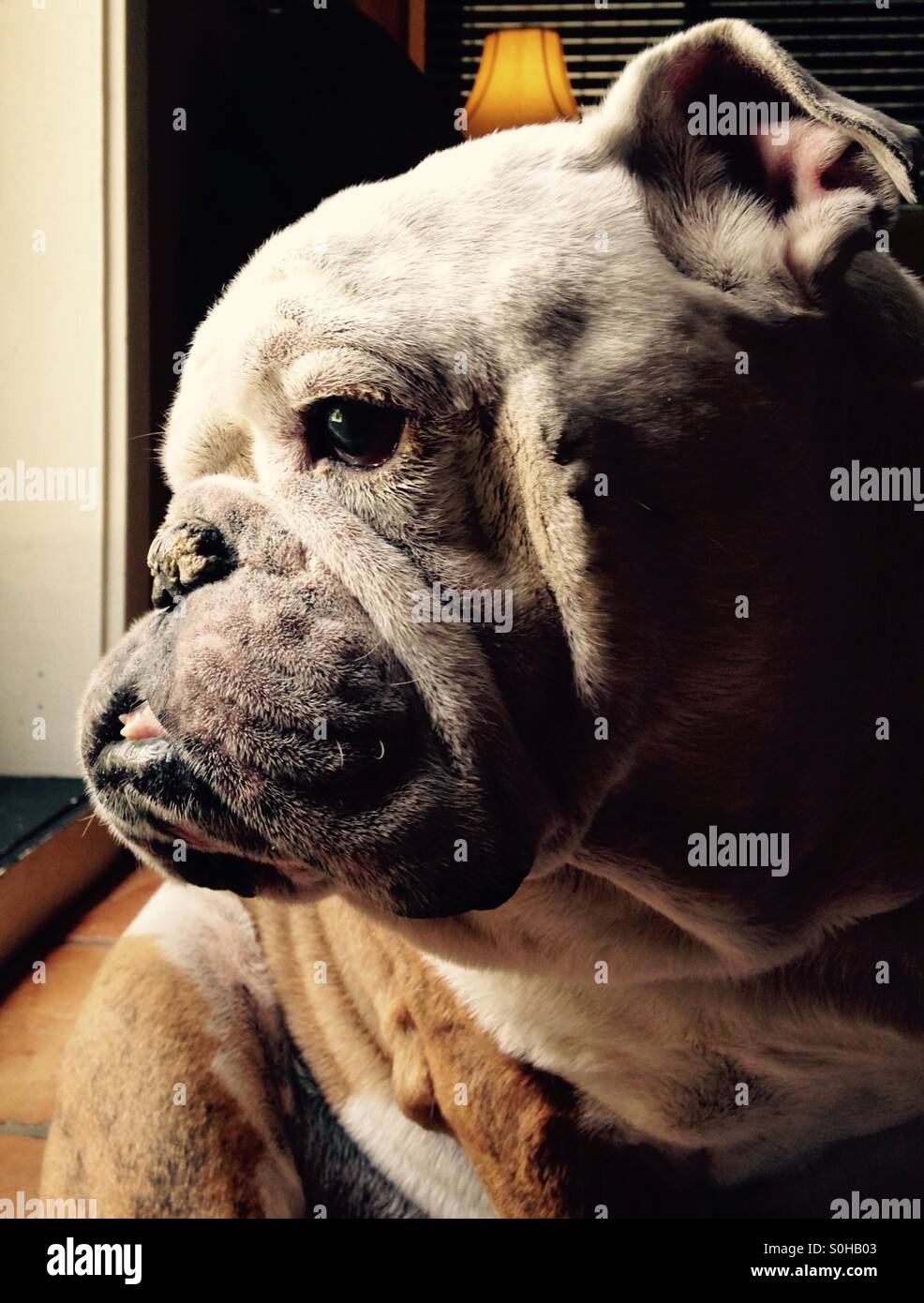 Profilo del bulldog Foto Stock