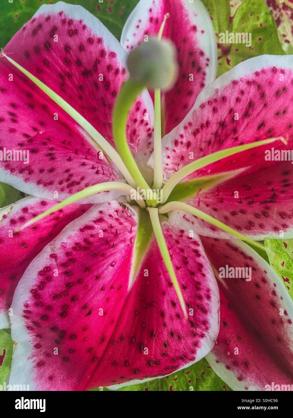 Fiore di giglio con stame. Foto Stock