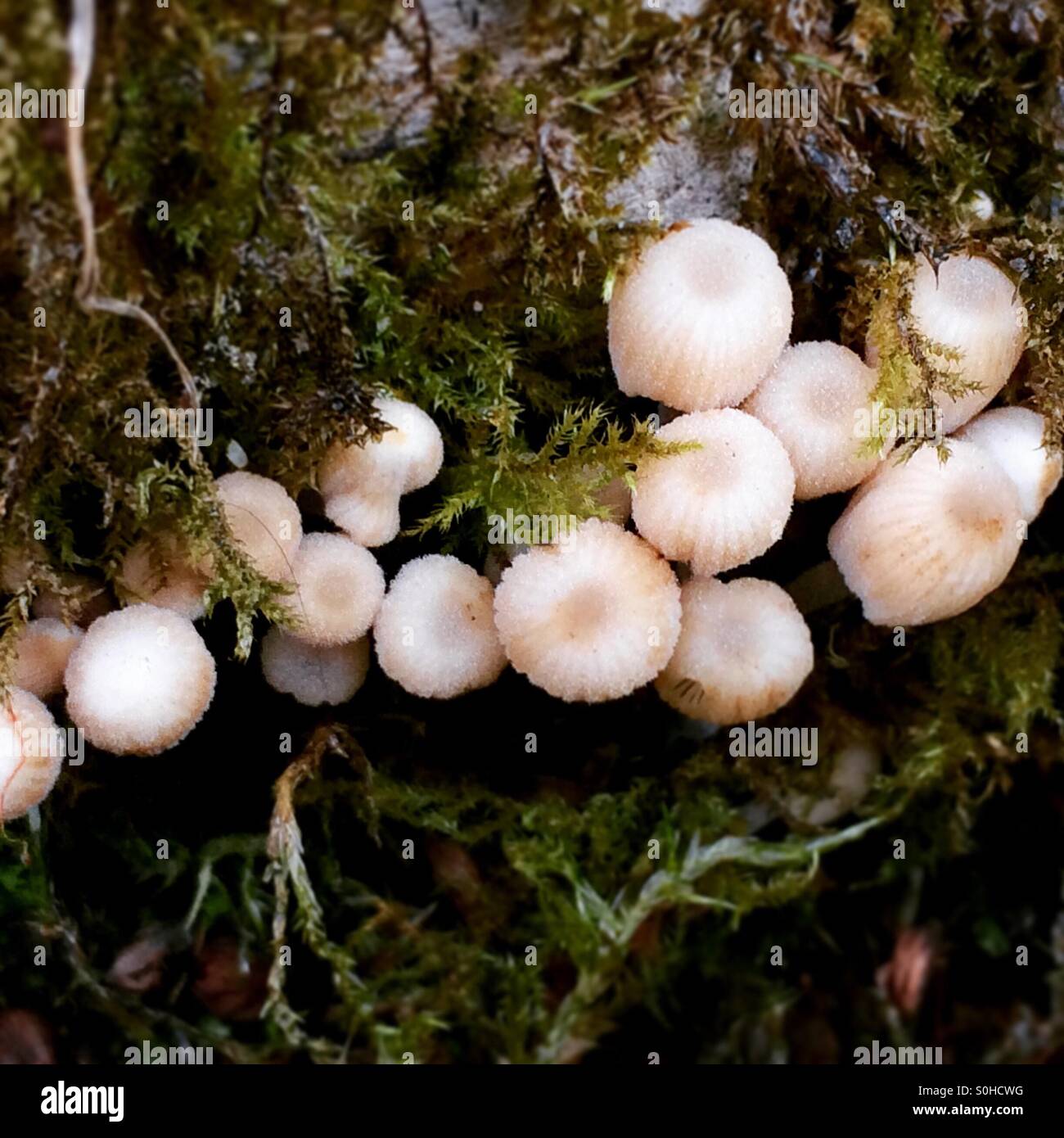 Micro funghi che crescono su un marciume ceppo di albero con MOSS. Foto Stock
